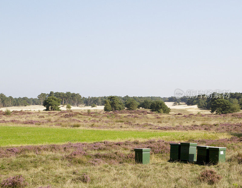 荷兰景观:沙丘(Wekeromse Zand)